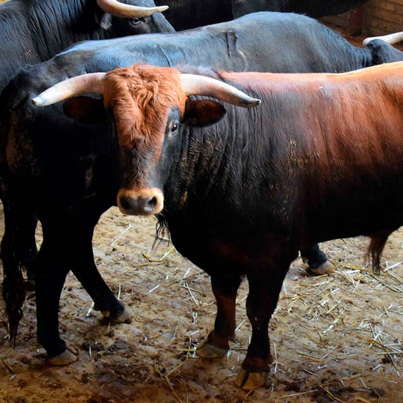 toros de lidia Córdoba